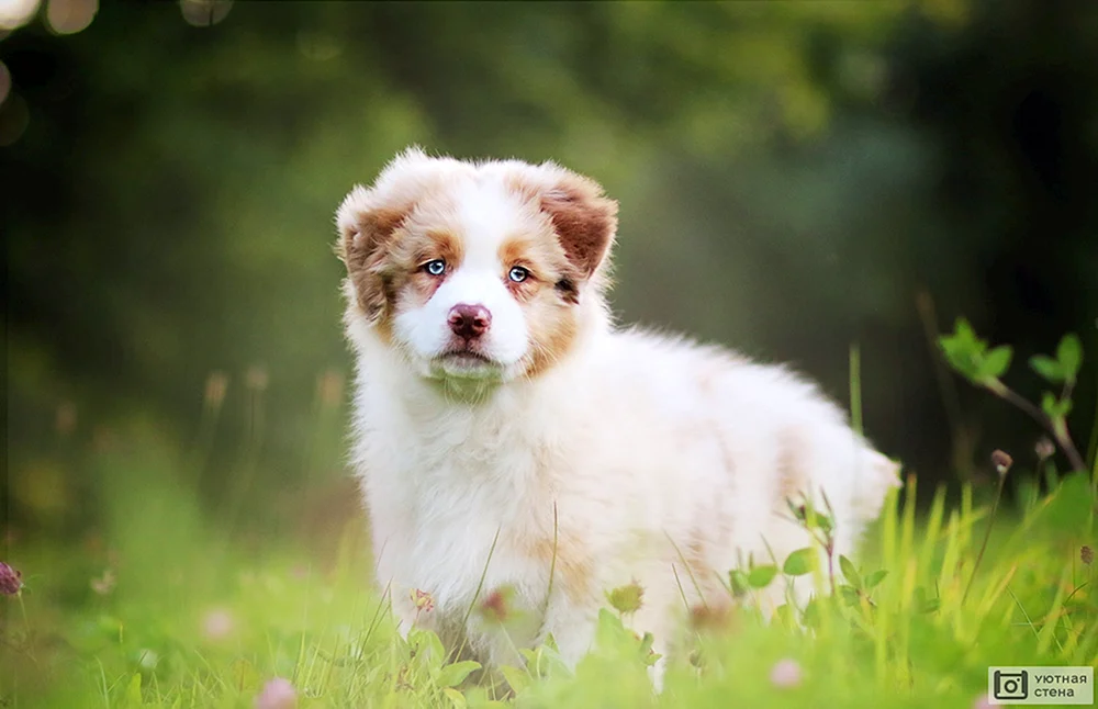 Aussie Australian Shepherd