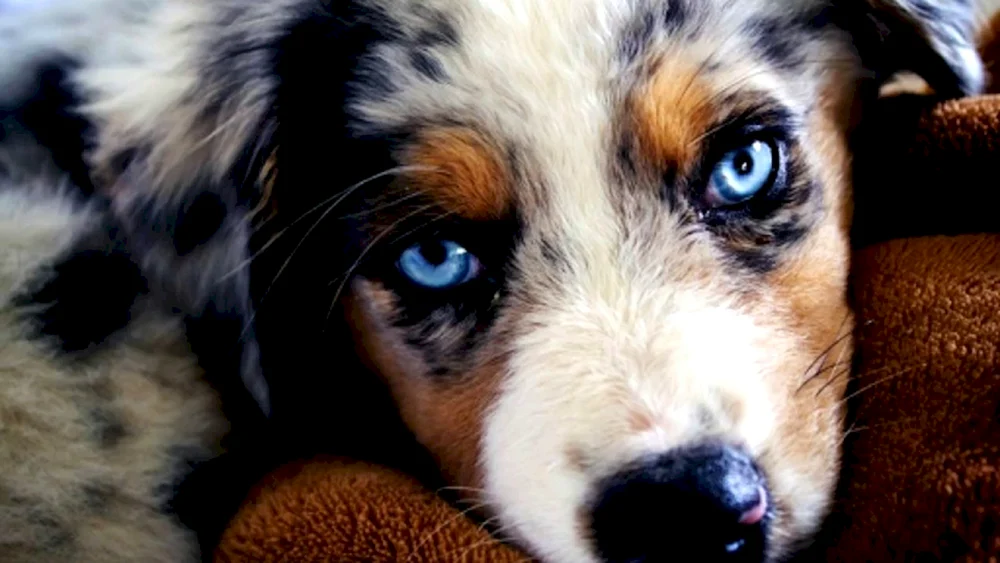 Aussie Australian Shepherd Dog