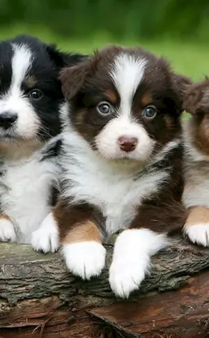 Aussie Australian Shepherd