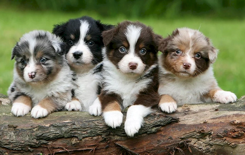 Aussie Australian Shepherd