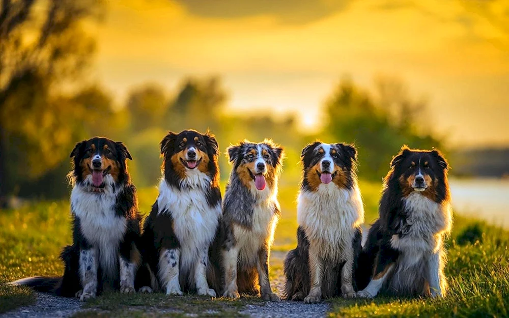Aussie Australian Shepherd