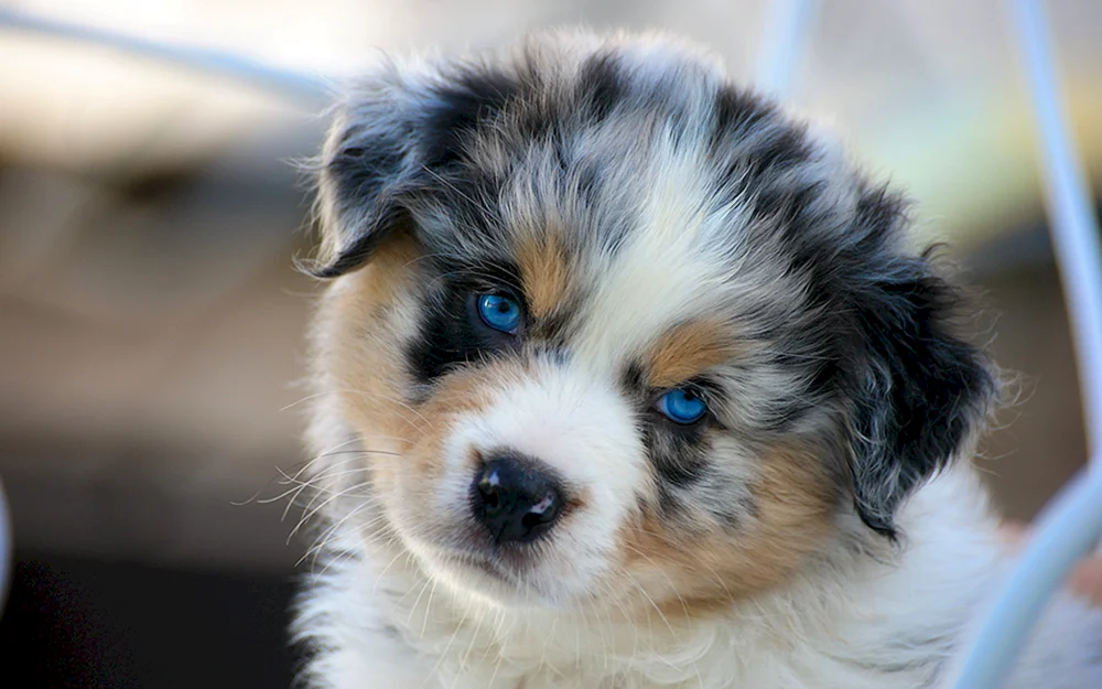 Aussie Australian Shepherd