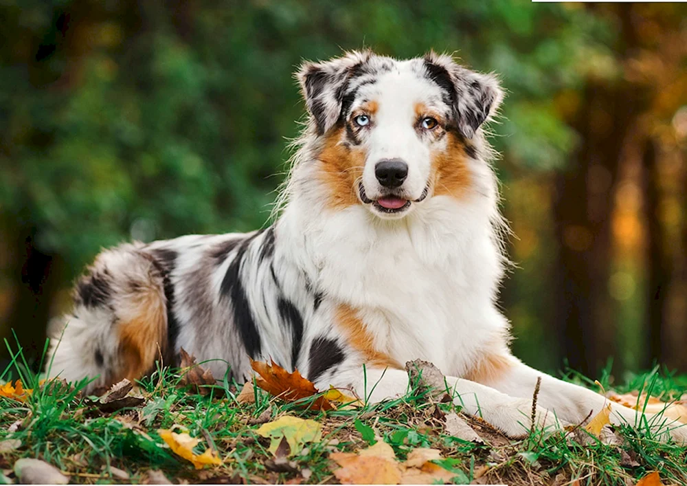 Aussie Australian Shepherd Welpen