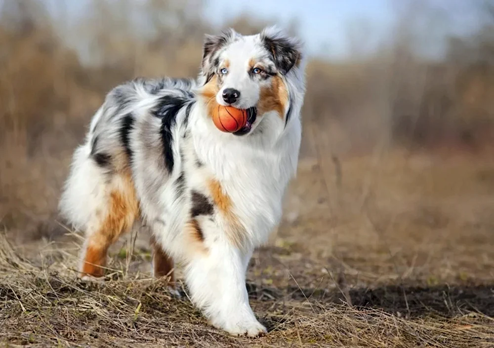 Aussie Australian Shepherd