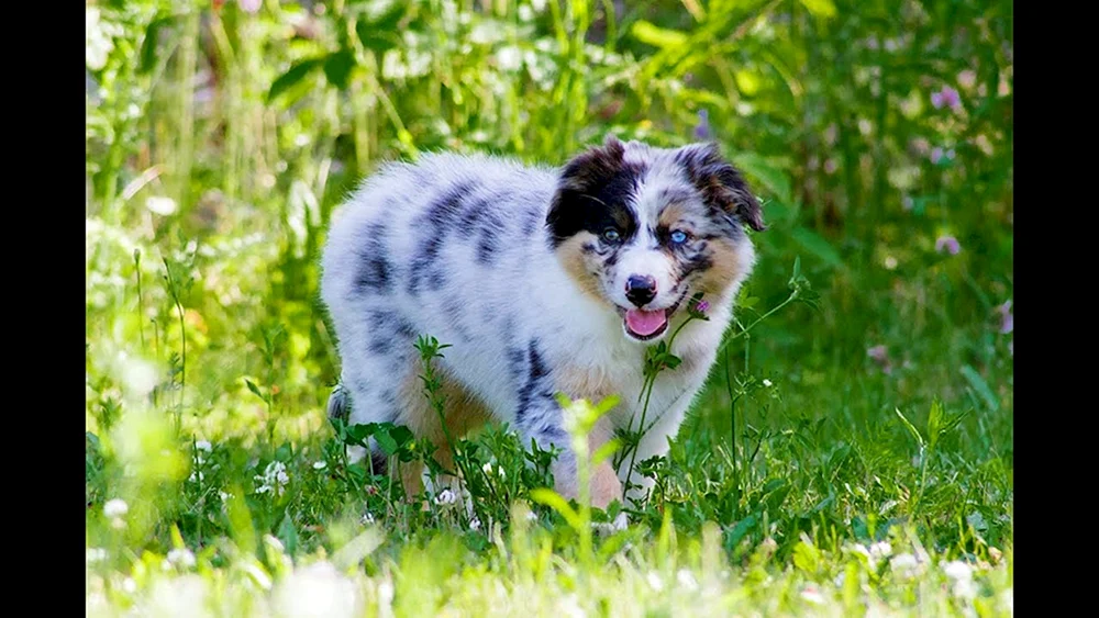 Aussie Australian Shepherd. Schäferhund