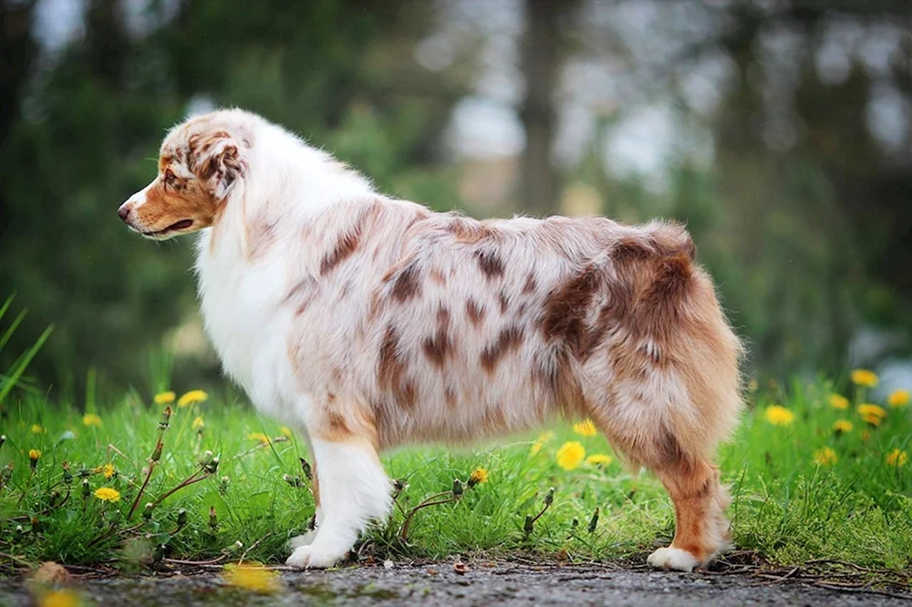 Aussie Australian Shepherd