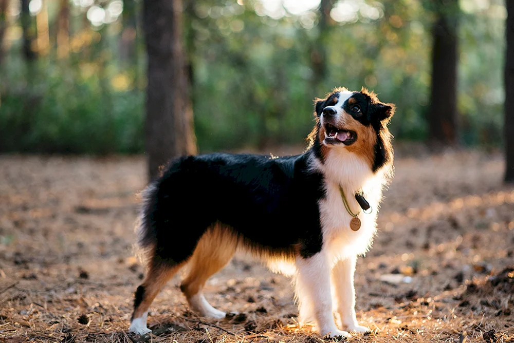 Aussie Australian Shepherd