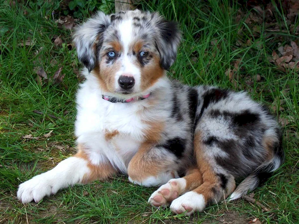 Aussie Australian Shepherd
