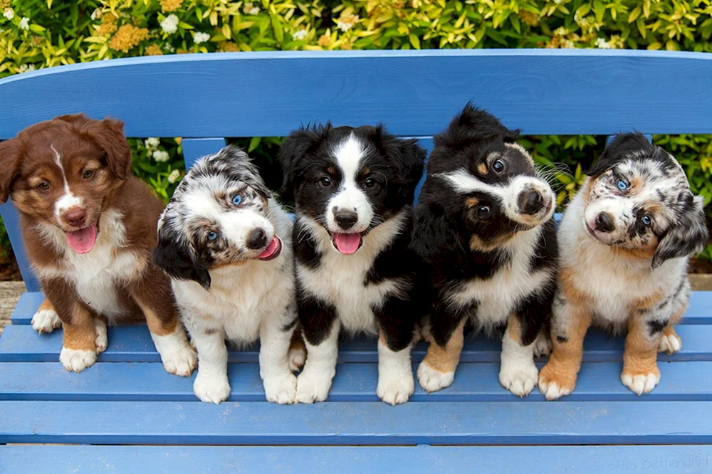 Aussie Australian Shepherd