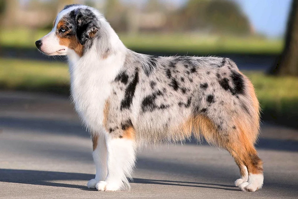Aussie Australian shepherd aussie