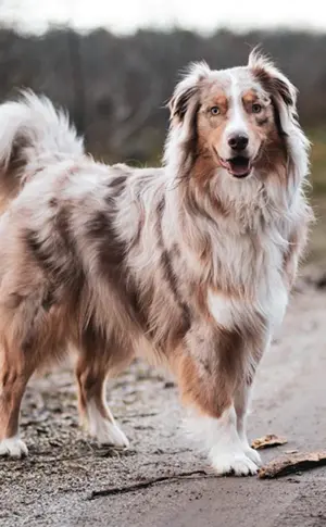 Aussie Australian Shepherd Dog