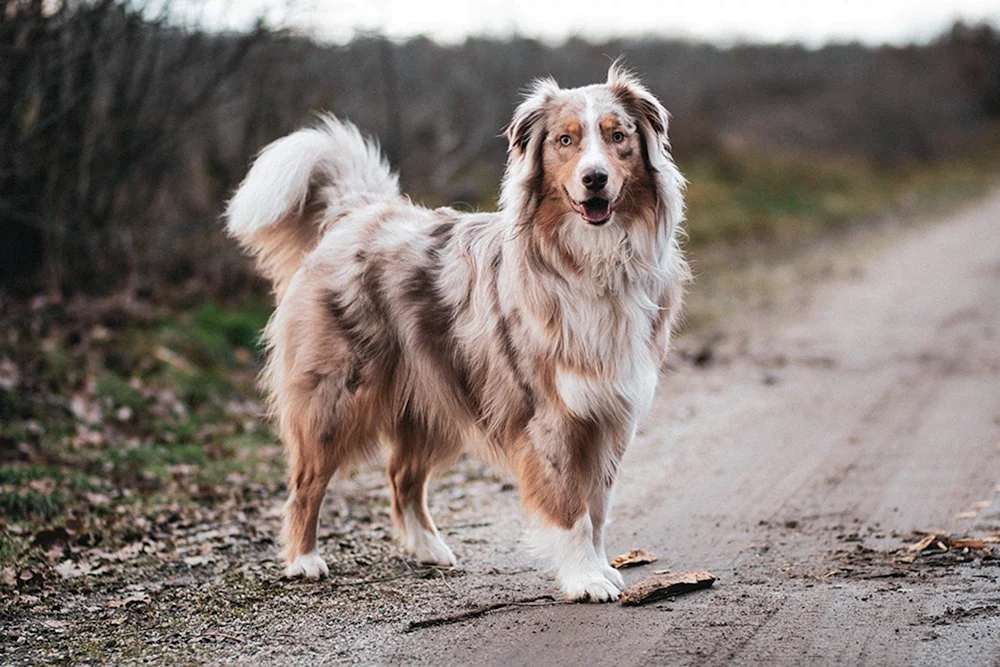 Aussie Australian Shepherd Dog