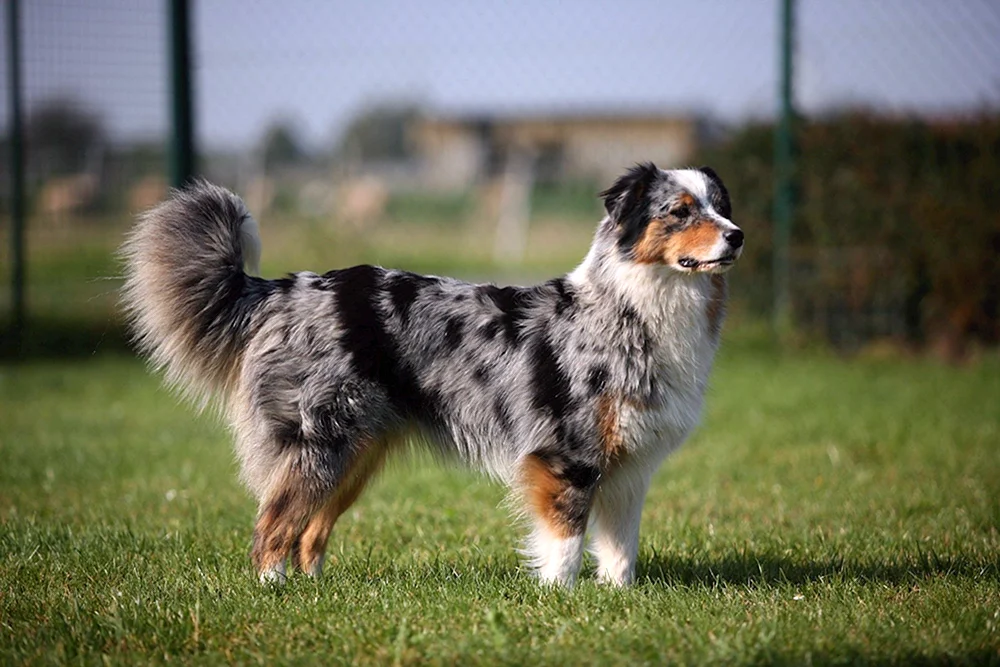 Aussie Australian Shepherd Dog