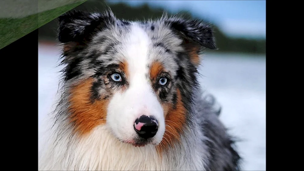 Aussie Australian Shepherd Dog