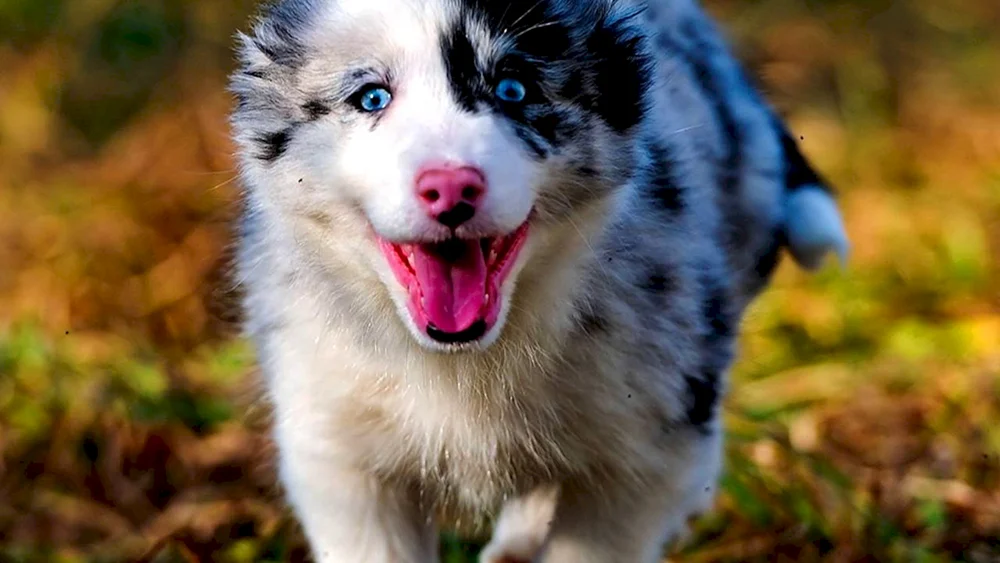 Husky Heterochromie