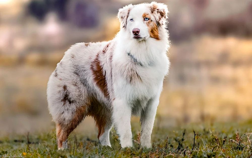 Aussie Australian Shepherd Dog