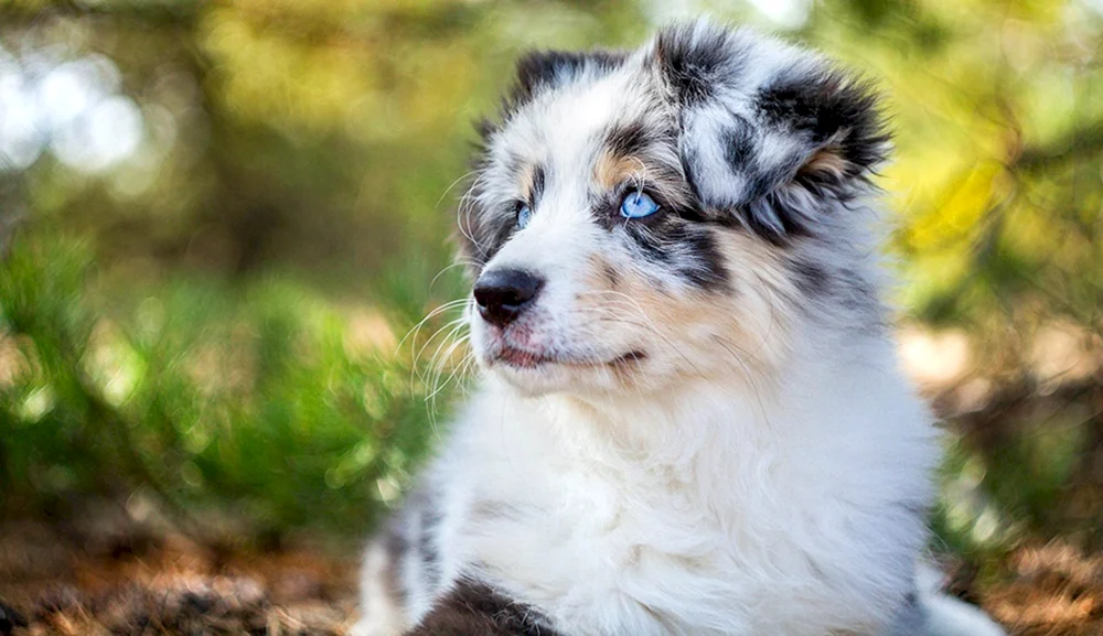 Aussie Australian Shepherd Dog