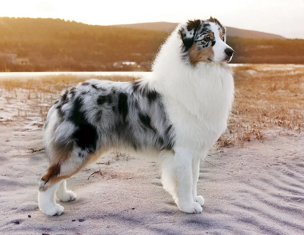 Aussie Australian Shepherd Dog