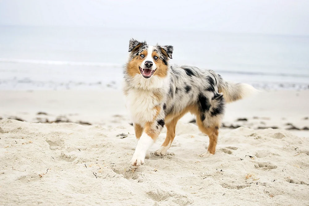 Aussie Australian Shepherd Dog