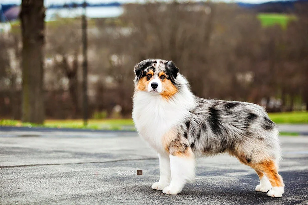 Aussie Australian Shepherd Dog