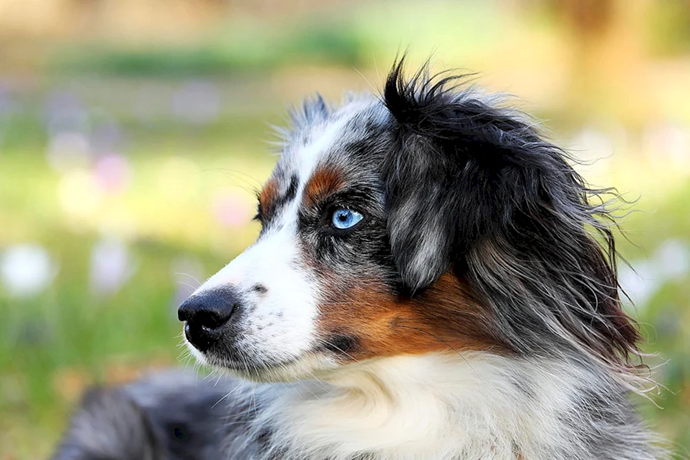 Aussie Australian Shepherd Dog. Australian Shepherd
