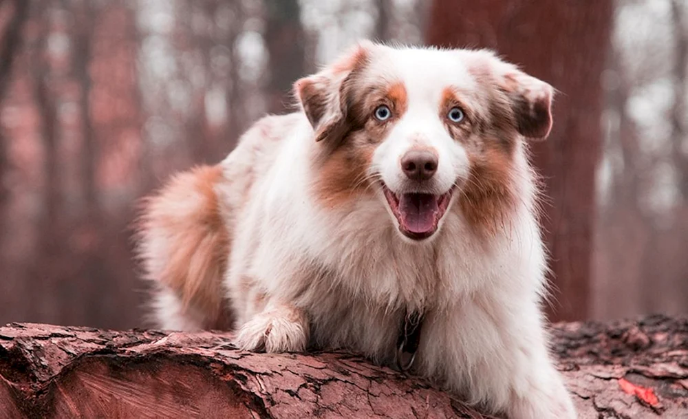 Aussie Australian Shepherd