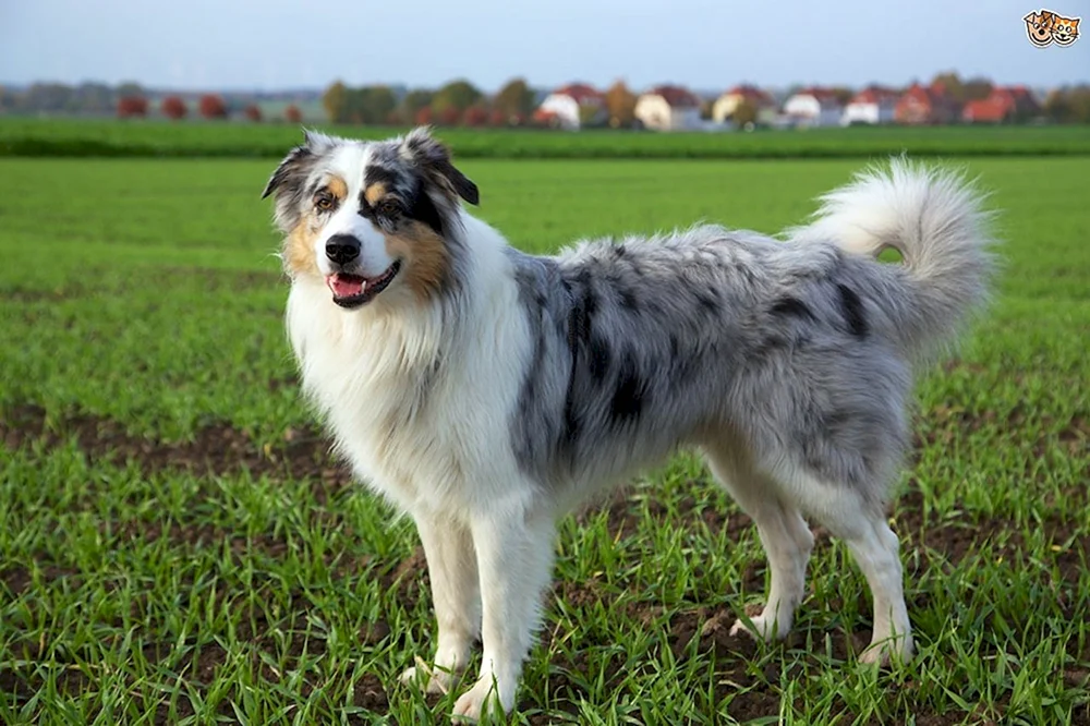 Aussie Australian Shepherd