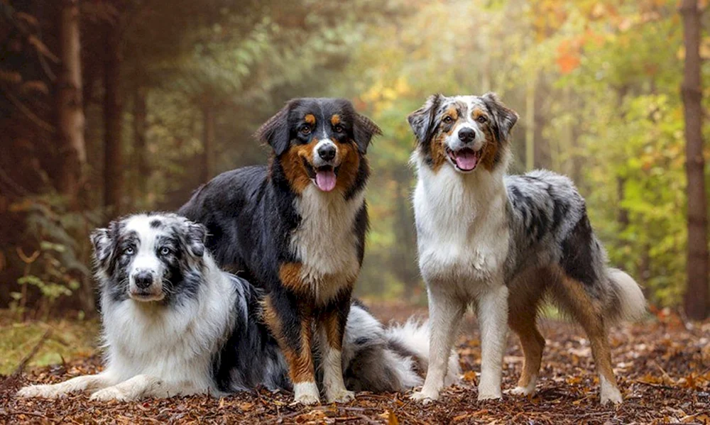 Aussie Australian Shepherd