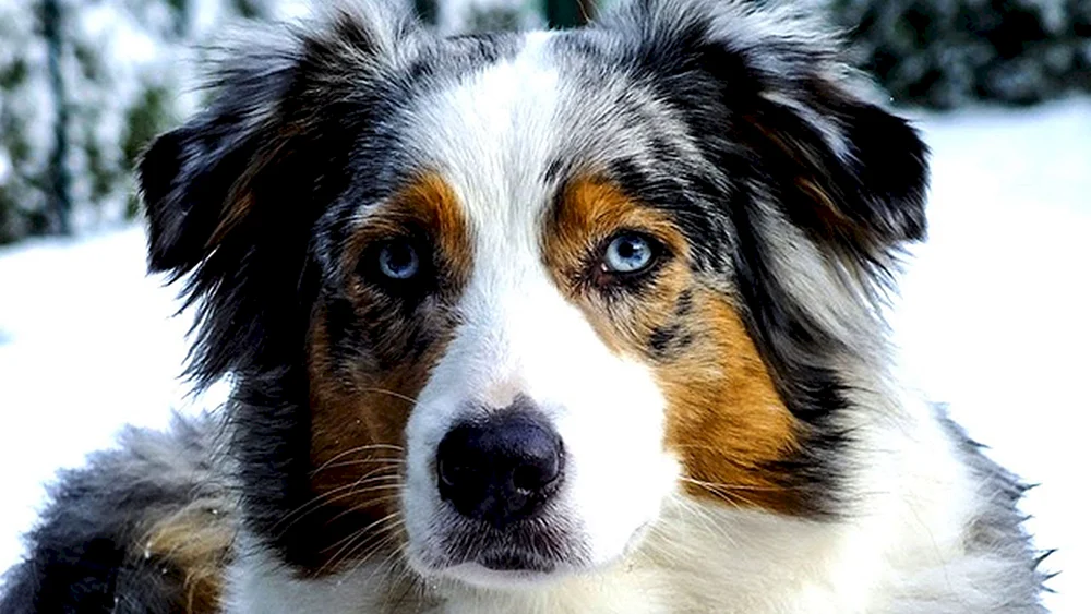 Aussie Australian Shepherd