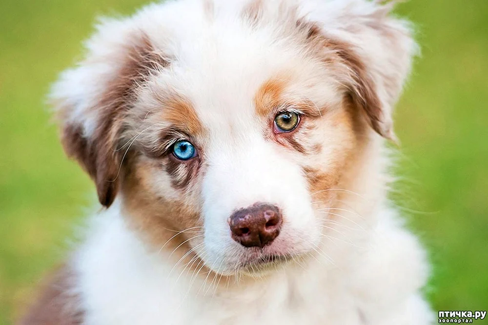 Collie Mischling
