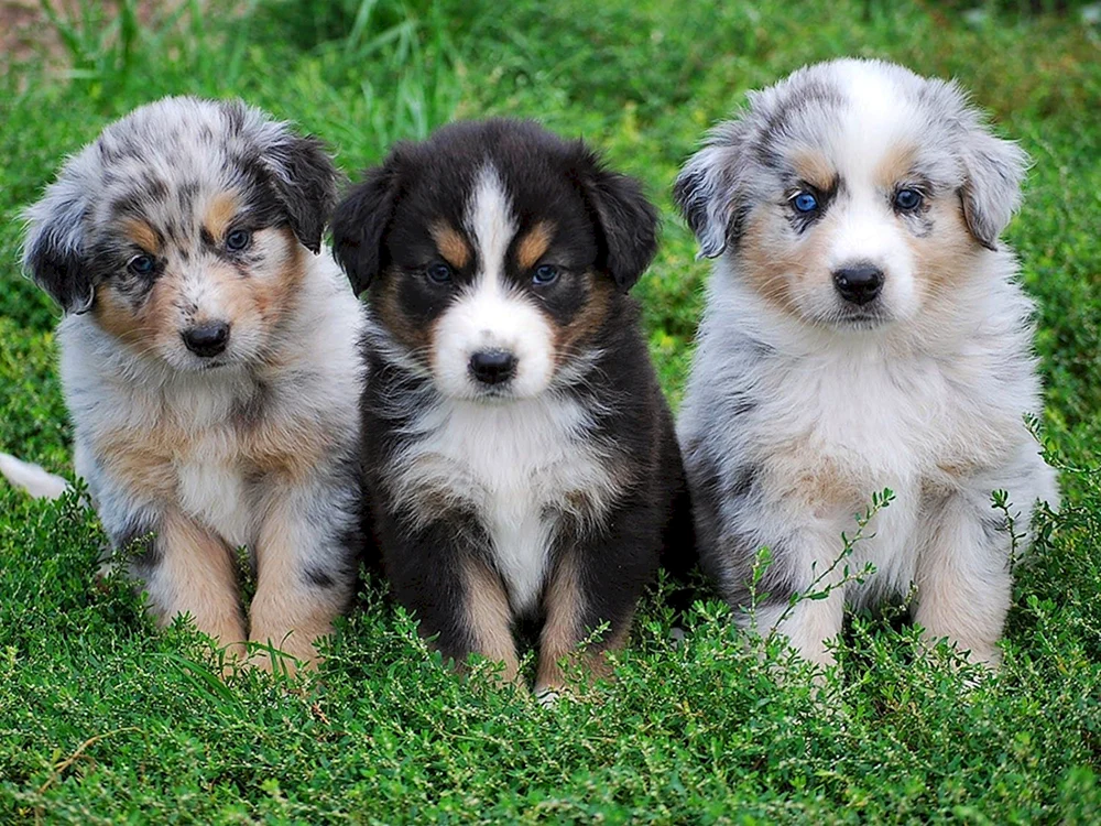 Aussie Australian Shepherd