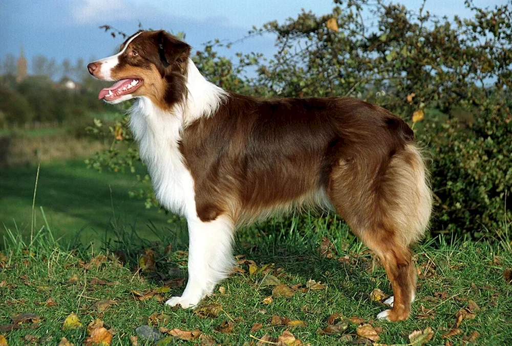 Aussie Australian Shepherd