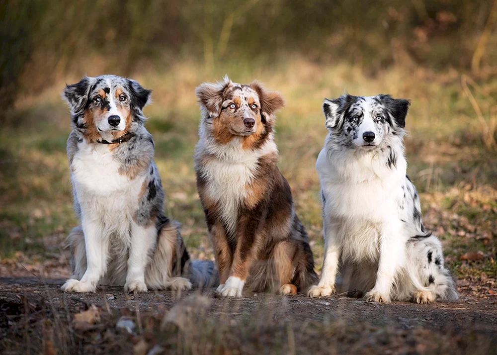 Aussie Australian Shepherd