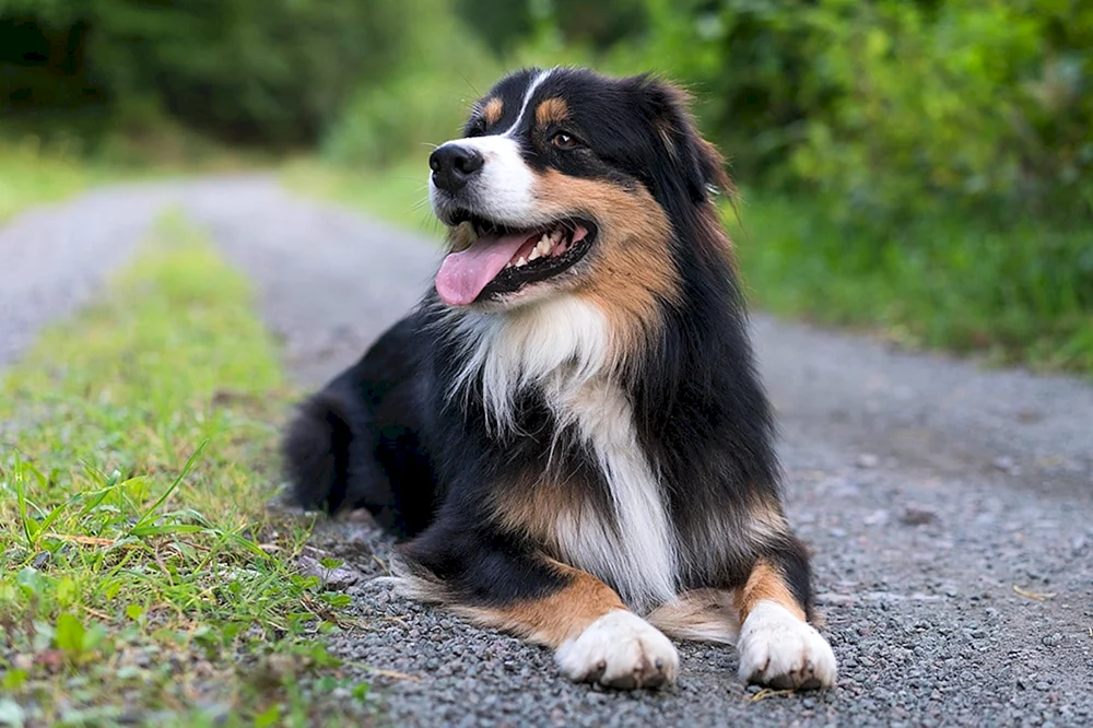 Aussie Australian Shepherd