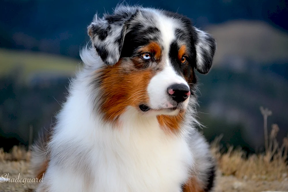 Aussie Australian Shepherd.