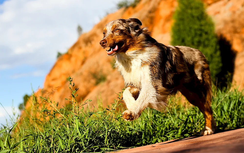 Aussie Australian Shepherd laufend