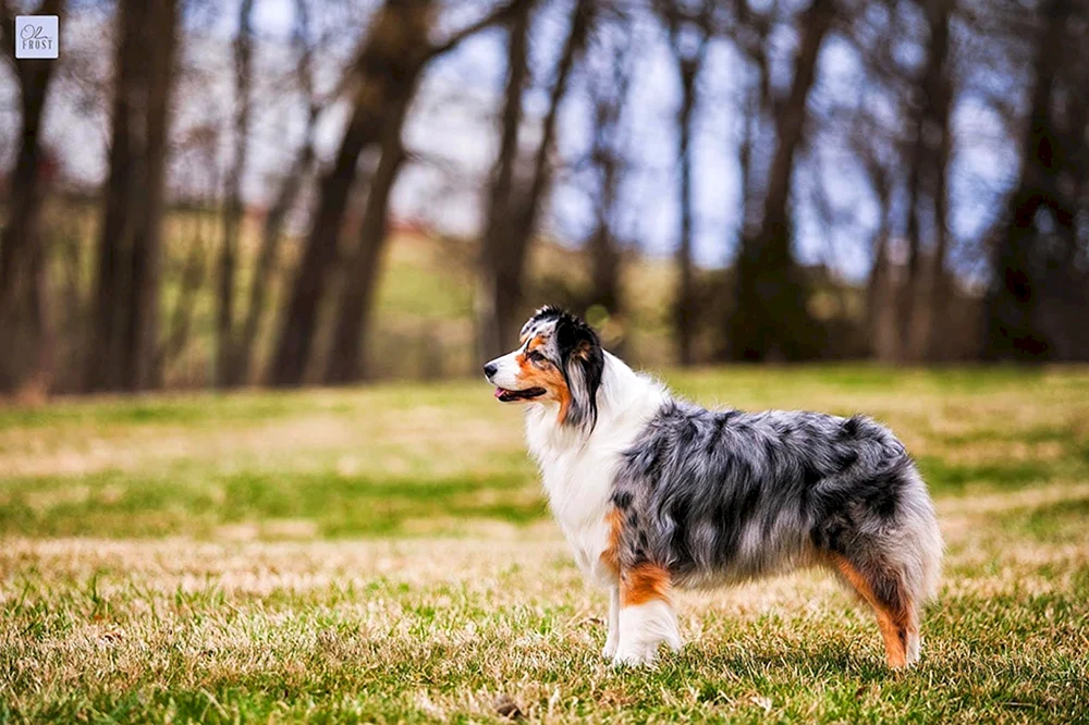 Deutsche Schäferhund-Kätzchen