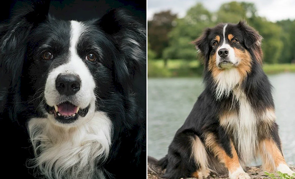Aussie und Border Collie