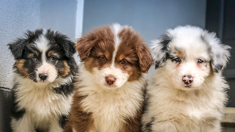 Aussie Australian Shepherd