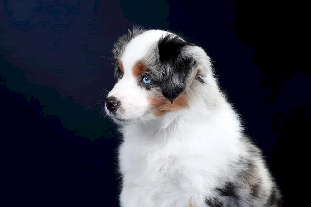 Amerikanischer Schäferhund aussie