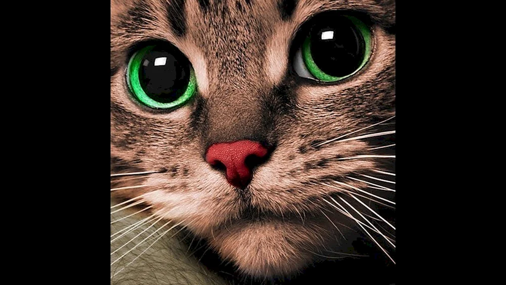 Avatar Katze