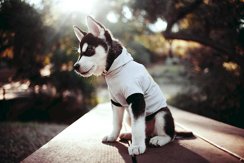 Hundeavatar