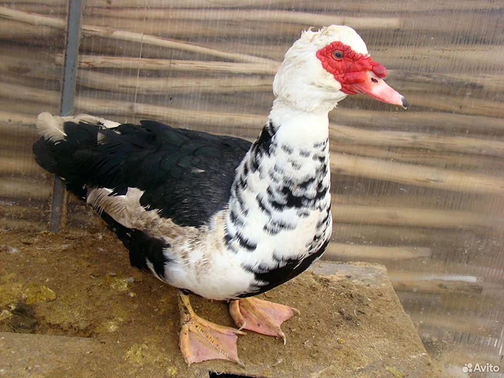 Cairina moschata Moschus Ente