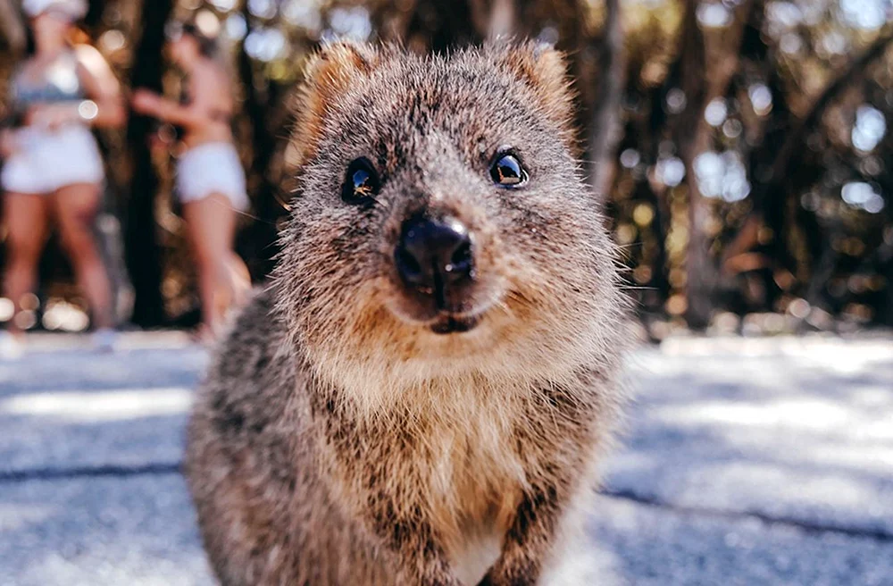 Wombat und Kwokka