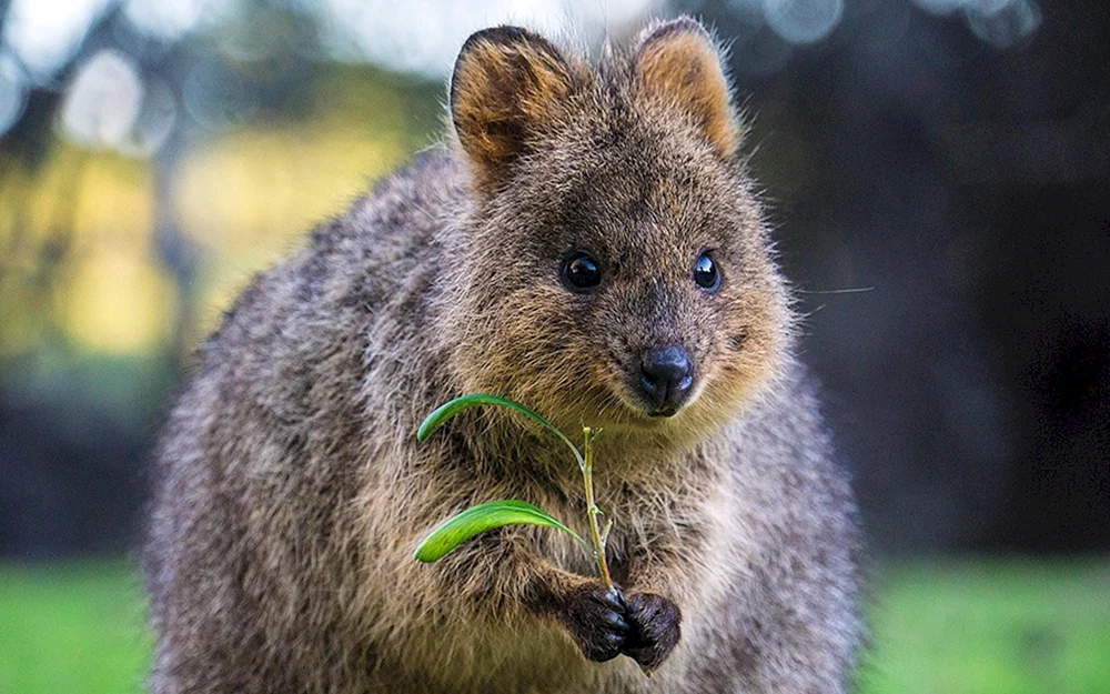 Australien Quokka
