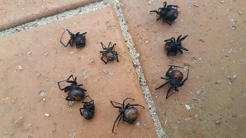 Spinnensaison in Australien