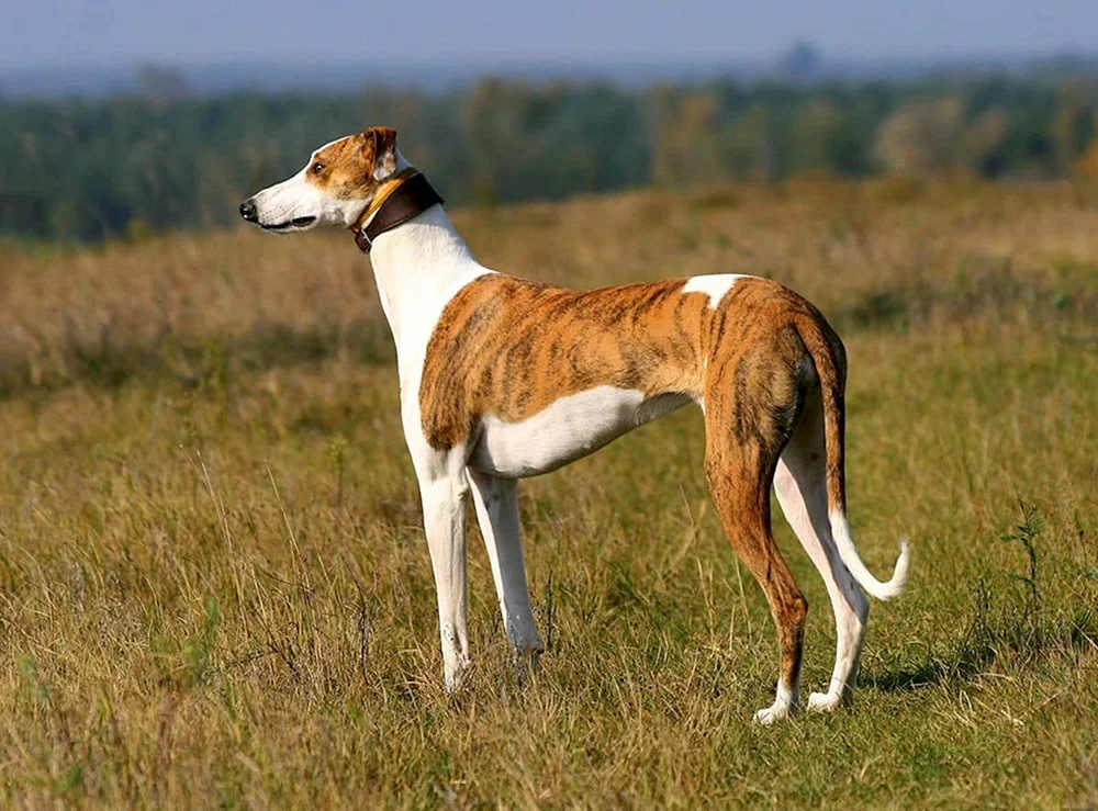 Australischer Känguru Windhund