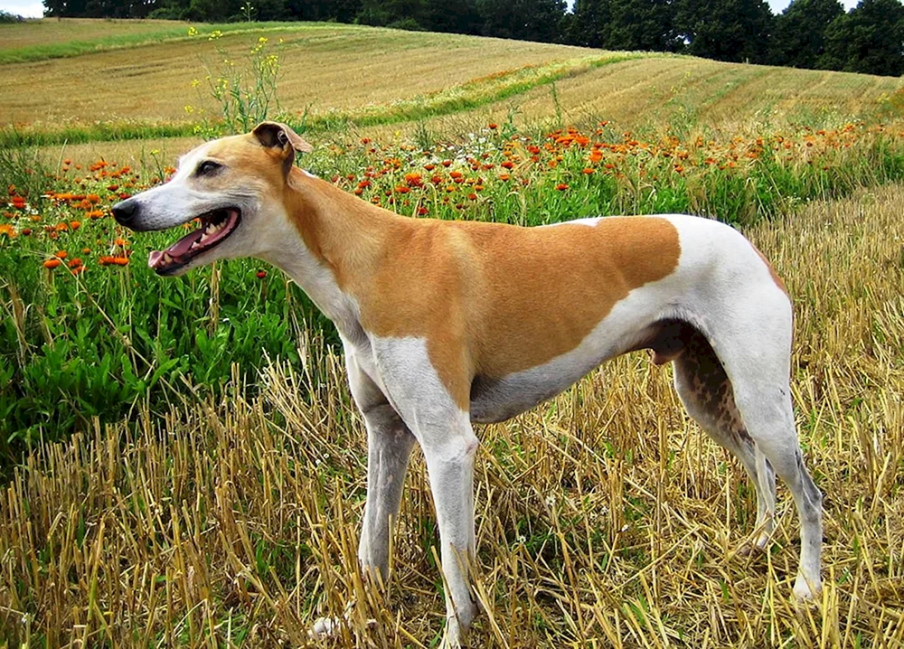 Persischer Windhund. Greyhound Saluki