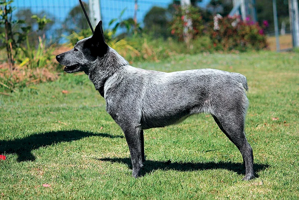 Tai Ridgeback