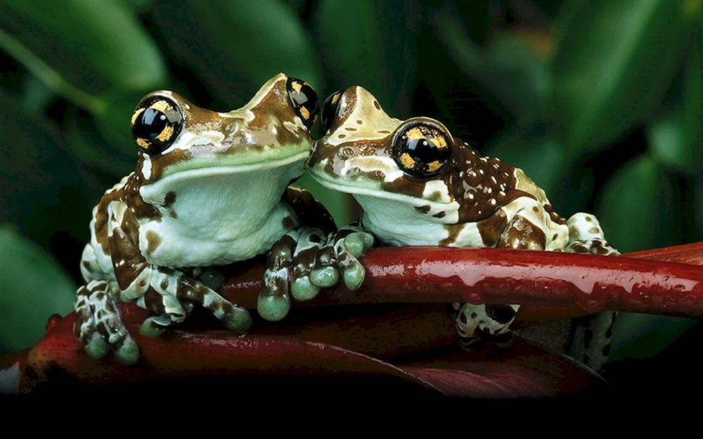 Frosch Cambo